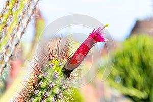 Red Close-up cactus flower, Garden of Cactuses, Lanzarote, Canary Islands, Spain