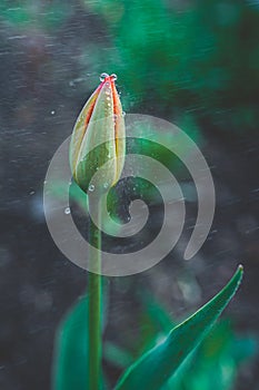 Red closed tulip bud with wet large droplets in the rain on a flowerbed in a home garden close-up, faded tint, selective focus,