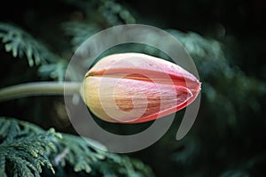 Red closed tulip flower on dark green fir branch bokeh effect