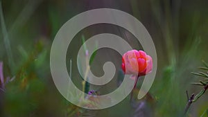 Red cloudberry on a background of green leaves