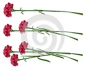 Red clove. Bouquet of carnations. Set carnation flowers