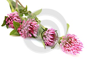 Red Clover photo