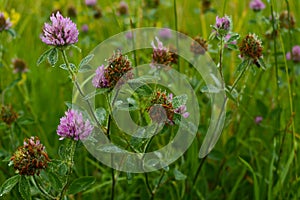 Red clover