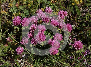 Red Clover