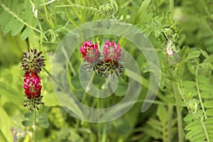 Red clover as a wild weed in a park