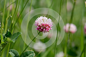 Red clover on the field