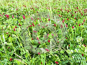 Red clover on field edge in spring. Red clover is a green manure and honey plant for insects.and also edible for humans.