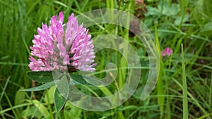 Red clover in field - green grass