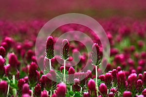 Red Clover fields in the summer time , close up with detail