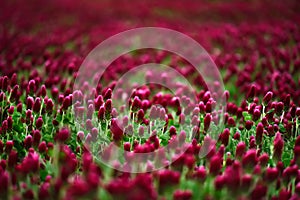 Red Clover fields in the summer time , close up with detail