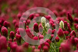 Red Clover fields in the summer time , close up with detail