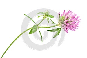 Red clover flower