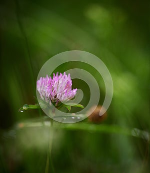 A red clover flower covered in waterdrops