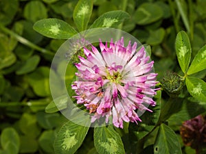 A Red Clover flower growing in a meadow
