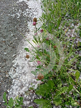 Red clover flower and leaves on the trail covered with poplar fluff. Heat. Summer. Allergy