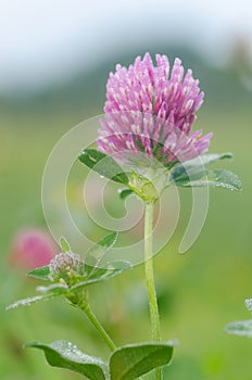 Red clover flower macro