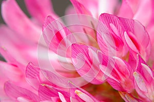 Red Clover Flower Macro