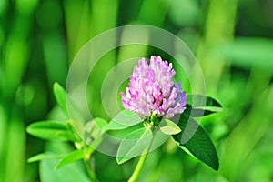 Red clover flower Trifolium pratense