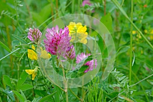 Red Clover flowers