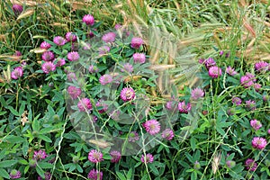 Red clover flowers on the summer meadow after rain. Natural floral background.