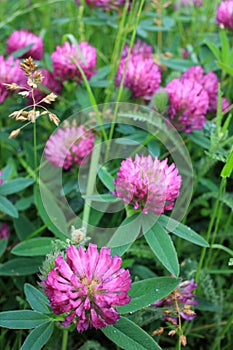 Red clover flowers on the summer meadow after rain. Natural floral background.