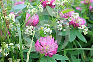 Red clover flowers on the summer meadow after rain. Natural floral background.