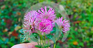 red clover found in mountains, herbalist herbs