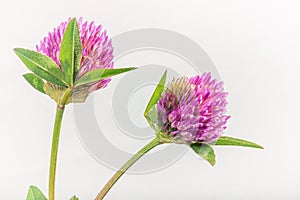 Red Clover - Isolated Flowerheads - Duo photo