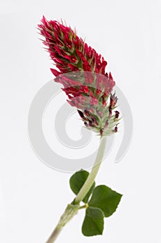 Red Clover with leaf isolated