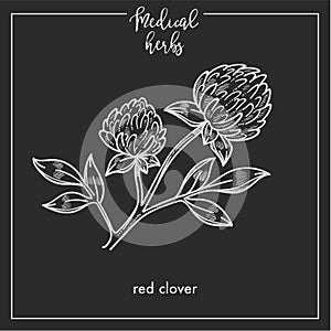 Red clover medical herb sketch botanical design icon for medicinal herb or phytotherapy herbal tea infusion package. photo