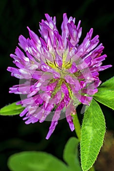 Red clover, medicinal plant