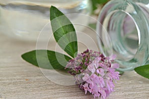 Red clover oil, herbal alternative medicinal plant, red clover plants on shabby table