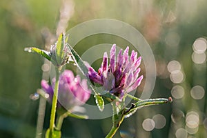 Red clover with pink blossom, blurry background with light circles and dew drops