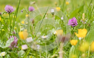 Red clover. Red clover or meadow clover (trifolium pratense) in the meadows of Euskadi