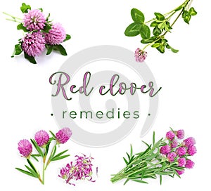 Red clover remedies herbalist advise background or banner idea