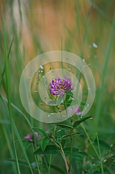 Red clover. Soft focus. Closeup of pink and purple flower.Medicinal plants. A honey plant.