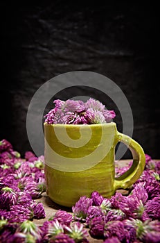Red clover for tea, Trifolium pratense