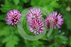 Red Clover - Trifolium Pratense photo