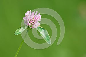 Red Clover - Trifolium pratense