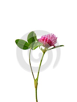 Red clover (Trifolium pratense)