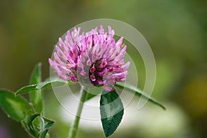 Red Clover. Trifolium Pratense Closeup.