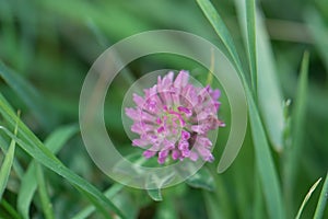 Red Clover Trifolium pratense, common herbal medicine used in tea