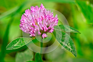 Red Clover (trifolium pratense) flowerhead