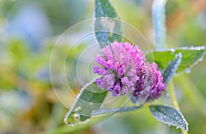 Red Clover - Trifolium Pratense photo