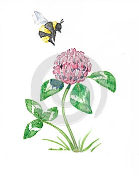 Red Clover - Trifolium pratense photo