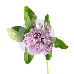 Red clover or Trifolium pratense isolated on white background