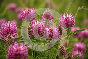 Red Clover or Trifolium Pratense