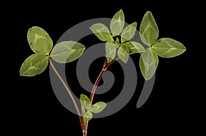 Red Clover (Trifolium pratense). Vegetative Shoot Closeup