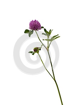 Red clover. Trifolium pretense.