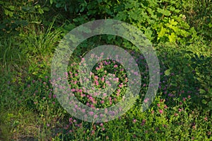 red clovers and other plants